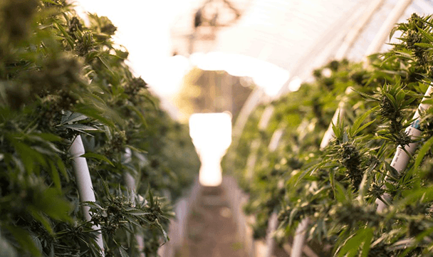 Your finest strains Your finest strains