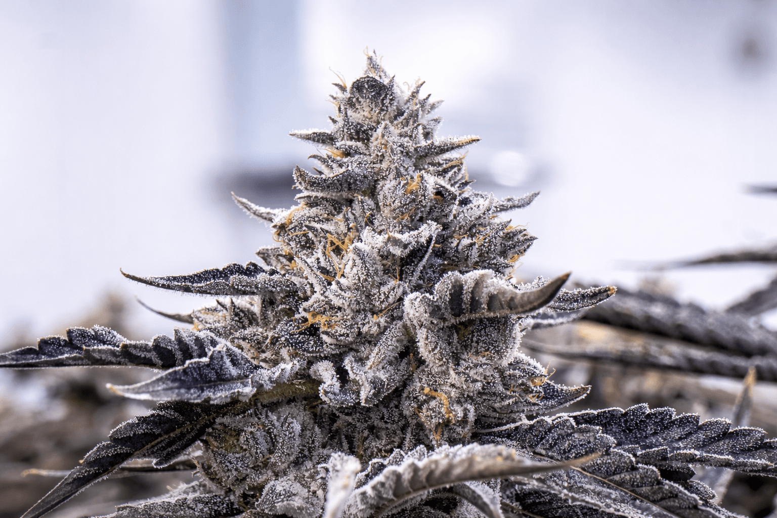 Schonende Verarbeitung und klar definierte Sortenlinien Schonende Verarbeitung und klar definierte Sortenlinien