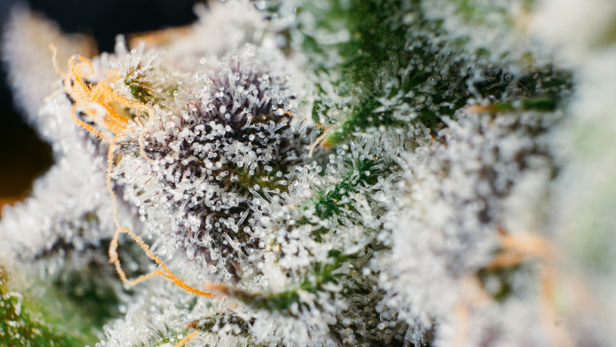 Ausgewählte Anbaupartner und eigenständige Genetiken Ausgewählte Anbaupartner und eigenständige Genetiken