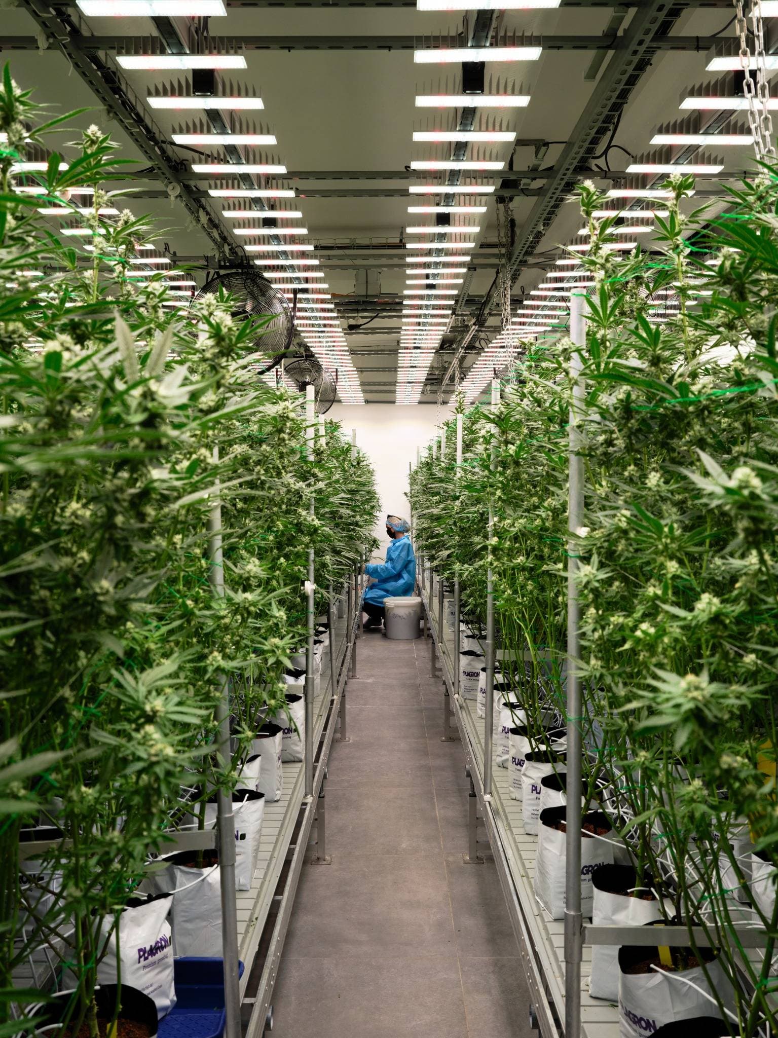 BOTANICS Produktion bei SensiQure BOTANICS Produktion bei SensiQure