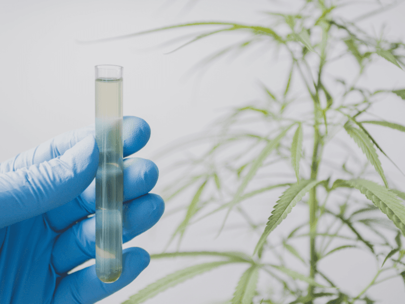 Eine Person hält ein Reagenzglas mit Flüssigkeit darin. Im Hintergrund ist eine Cannabispflanze zu sehen.