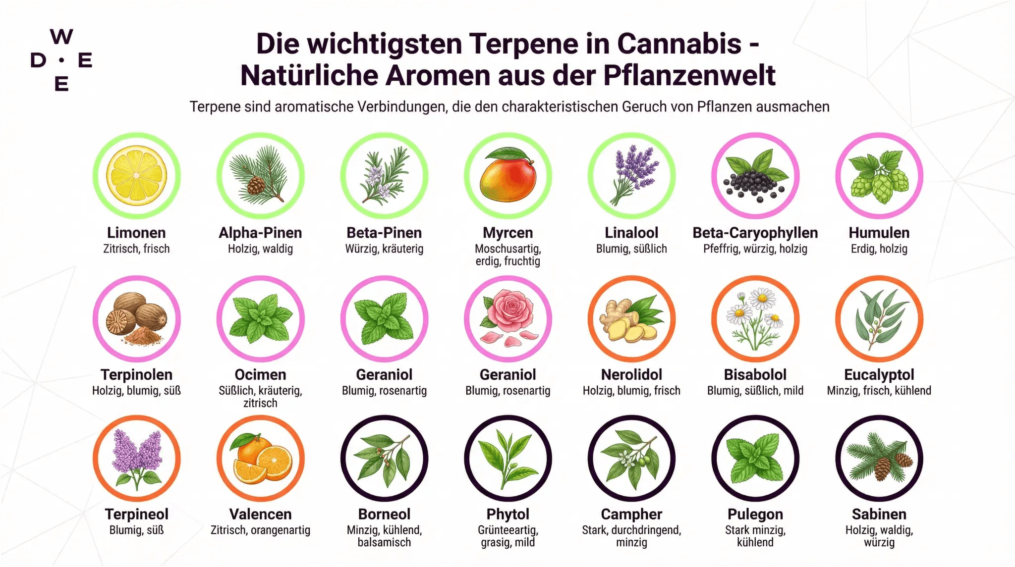 Schaubild für die wichtigsten aromatischen Terpene in Cannabis und ihre Aromen