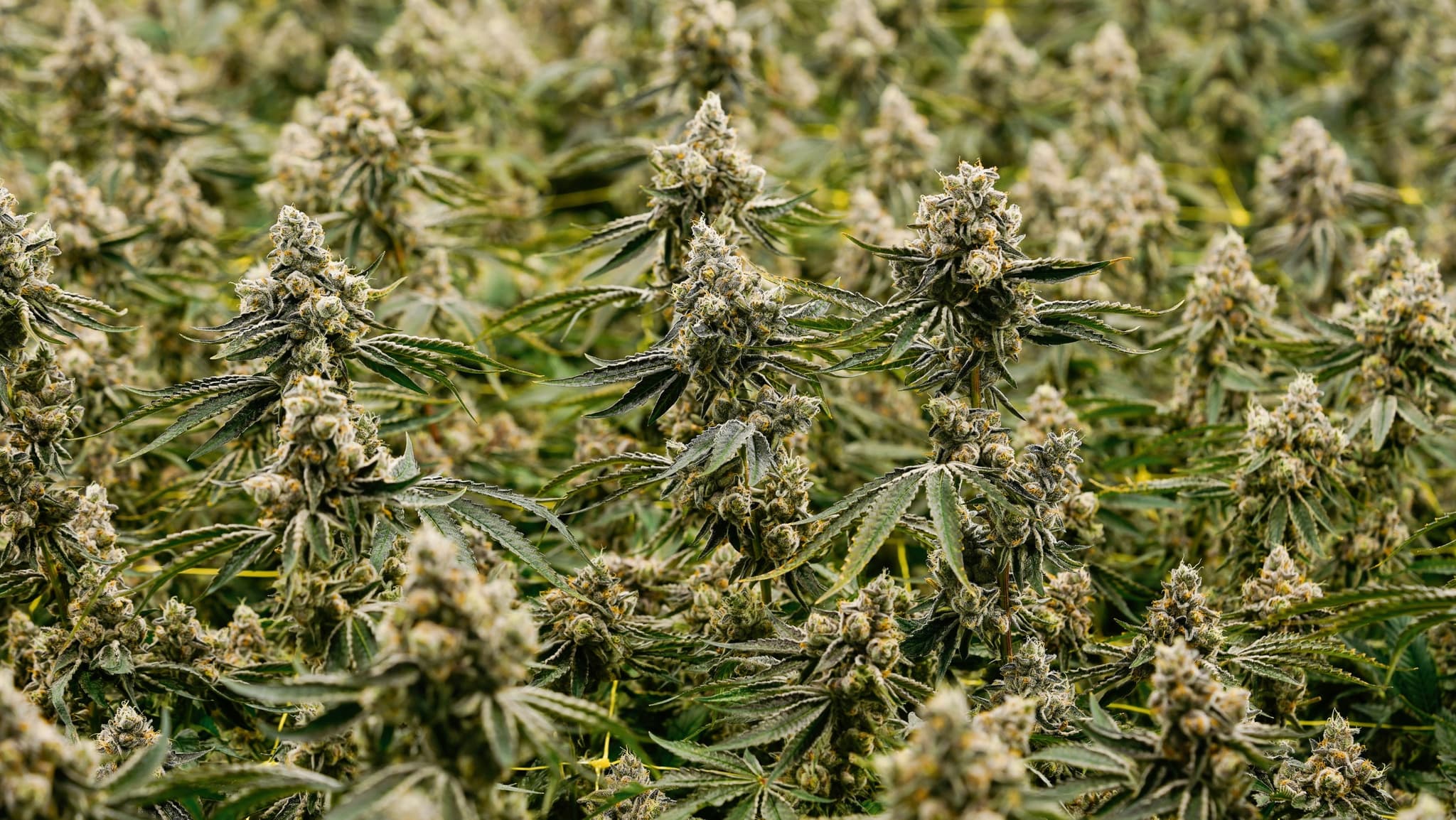 Standardisierte Prozesse für eine verlässliche Versorgung Standardisierte Prozesse für eine verlässliche Versorgung