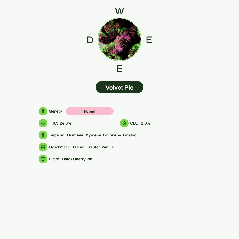 Infografik über THC-Gehalt, CBD-Gehalt, Terpene, Wirkungen, Geschmack von Velvet Pie