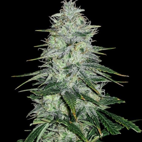 Cannabis der Sorte Amnesia Haze