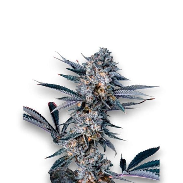 Cannabis der Sorte Facetz