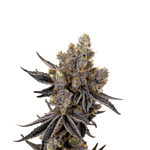 Cannabis der Sorte Mint Chocolate Chip