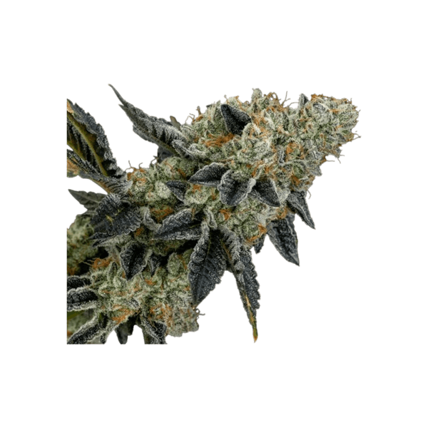 Cannabis der Sorte End Game