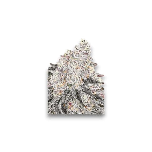 Cannabis der Sorte Frozen Black Cherry