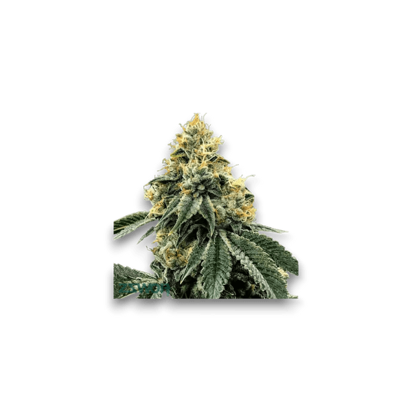 Cannabis der Sorte Purple Flame