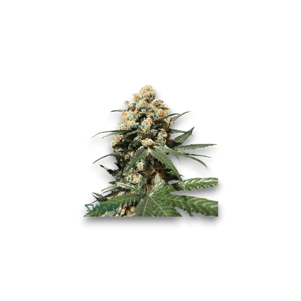 Cannabis der Sorte Citrus Spritz