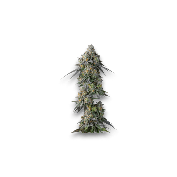 Cannabis der Sorte Gastro Pop Ultra