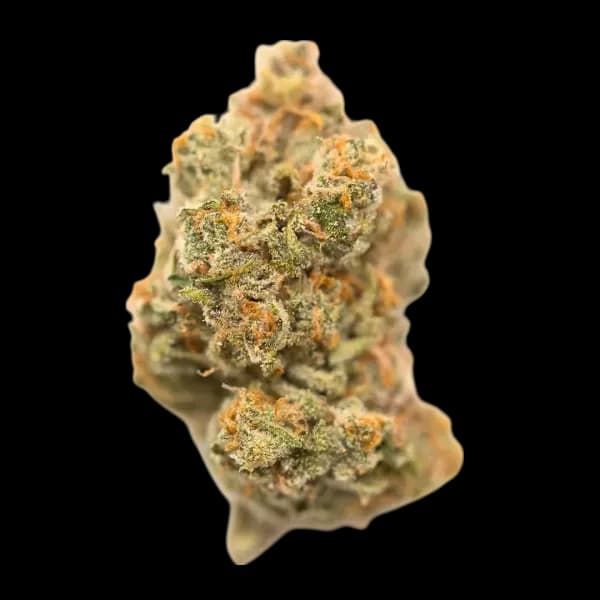 Cannabis der Sorte Dosi Cake