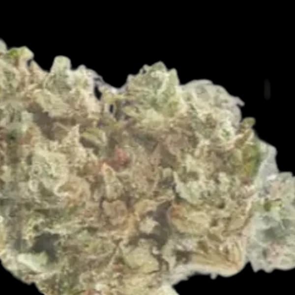 Cannabis der Sorte Candy Cartel