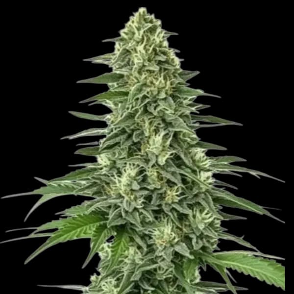 Cannabis der Sorte Doce da Casa