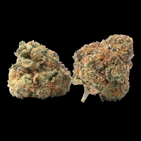 Cannabis der Sorte Kush Cookies