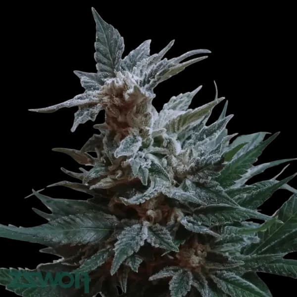 Cannabis der Sorte Black Marker