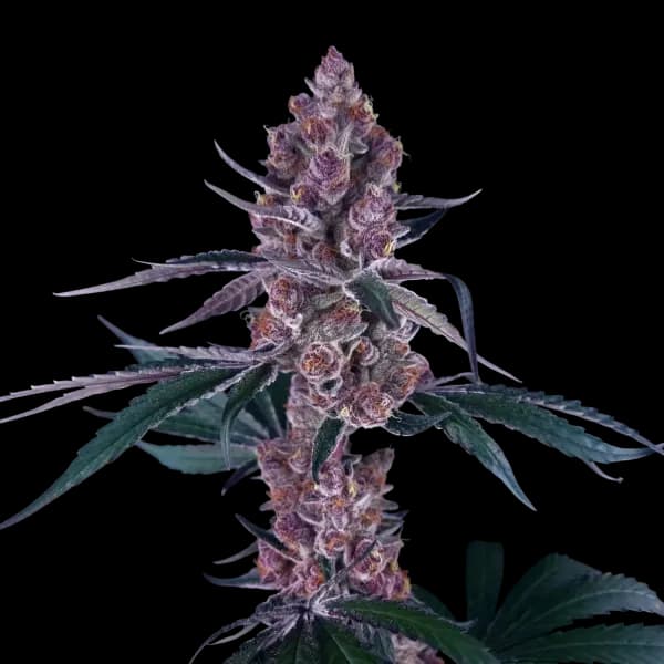 Cannabis der Sorte super berry