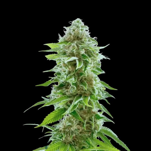 Cannabis der Sorte Gossip Gun