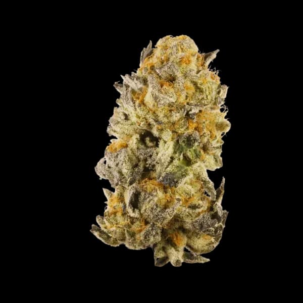 Cannabis der Sorte Platinum Girl Scout Cookies