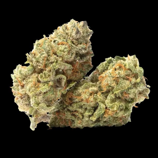 Cannabis der Sorte Cookies OG