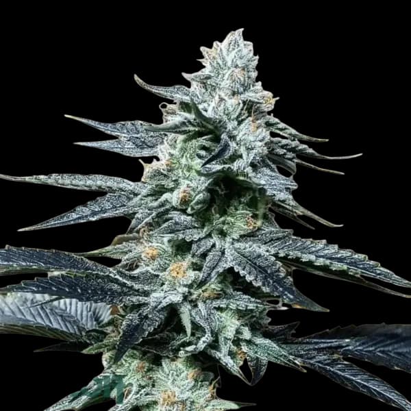 Cannabis der Sorte Rainbow Dawg