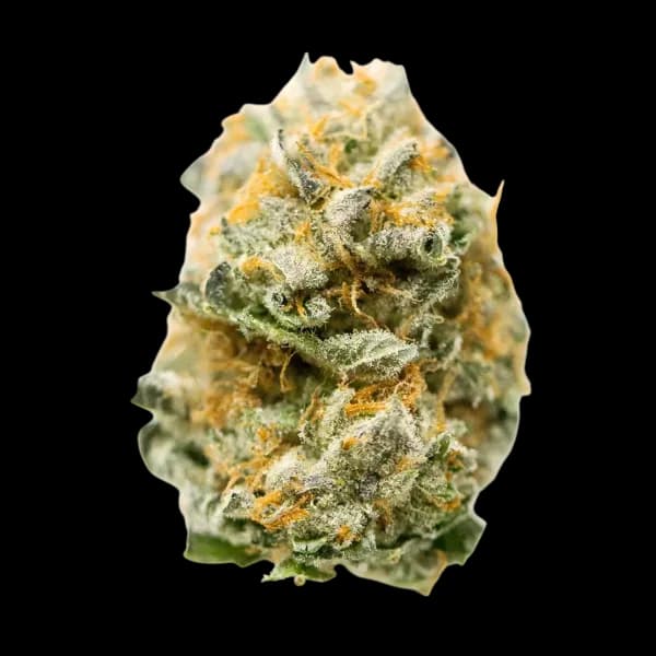 Cannabis der Sorte Cookie Dough