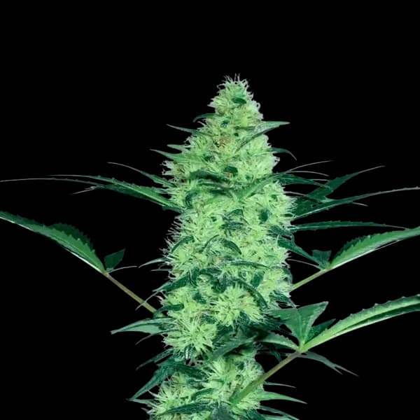 Cannabis der Sorte Wicked Frosted Mintz