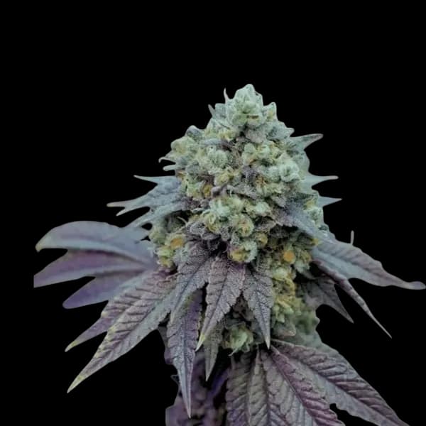 Cannabis der Sorte Karamel Kut Throat