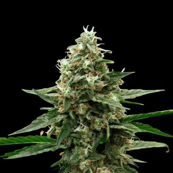 Cannabis der Sorte Hawaiian Faanta