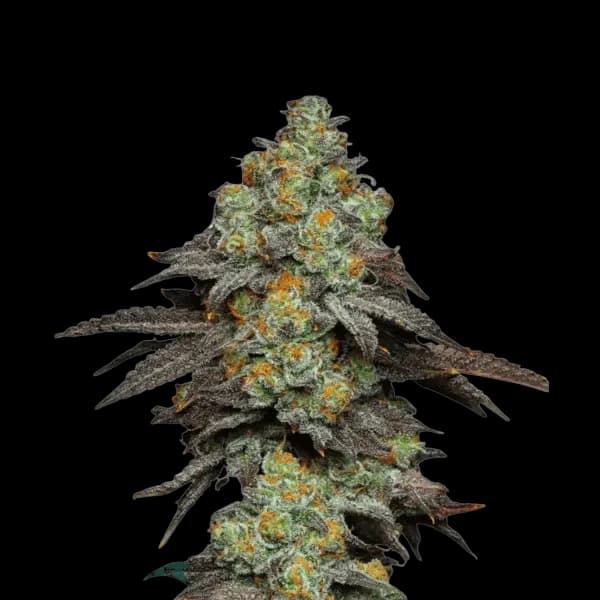 Cannabis der Sorte Runtz Punch