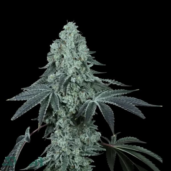 Cannabis der Sorte Black Pave