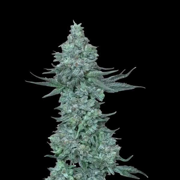 Cannabis der Sorte Pablo's Revenge