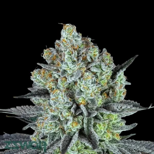 Cannabis der Sorte Carnez Citric