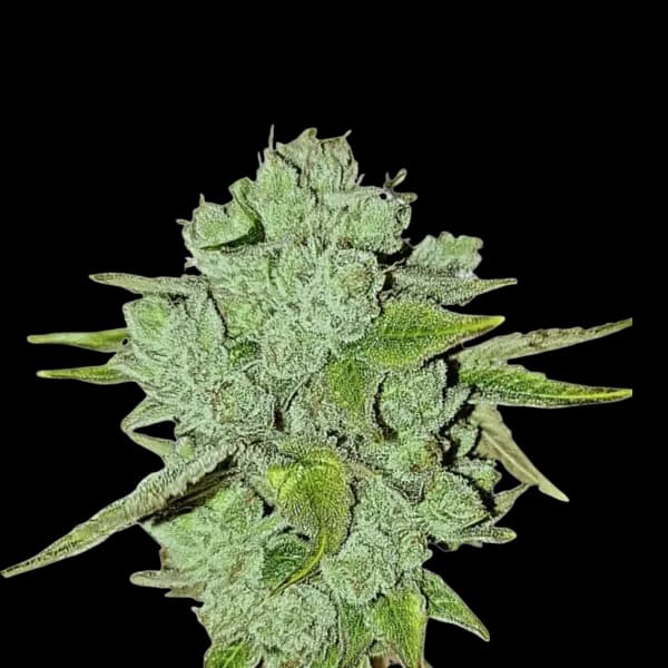 Cannabis der Sorte Gorilla Berry