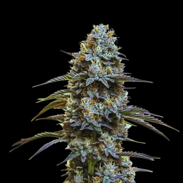 Cannabis der Sorte Kakariki Koha