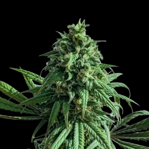 Cannabis der Sorte Legacy 1