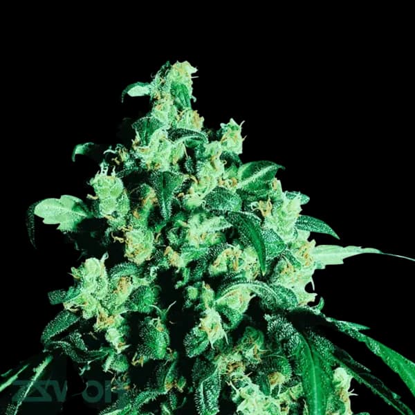 Cannabis der Sorte Sonic Lemon Fuel