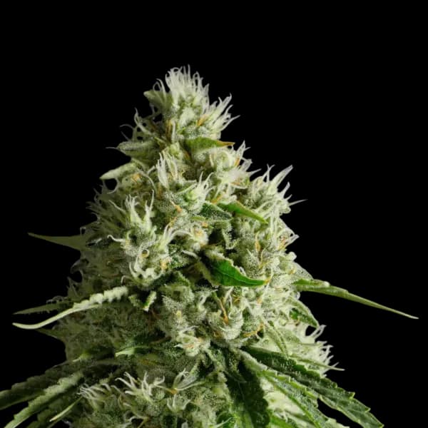 Cannabis der Sorte White Poison