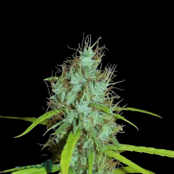 Cannabis der Sorte Masterpiece