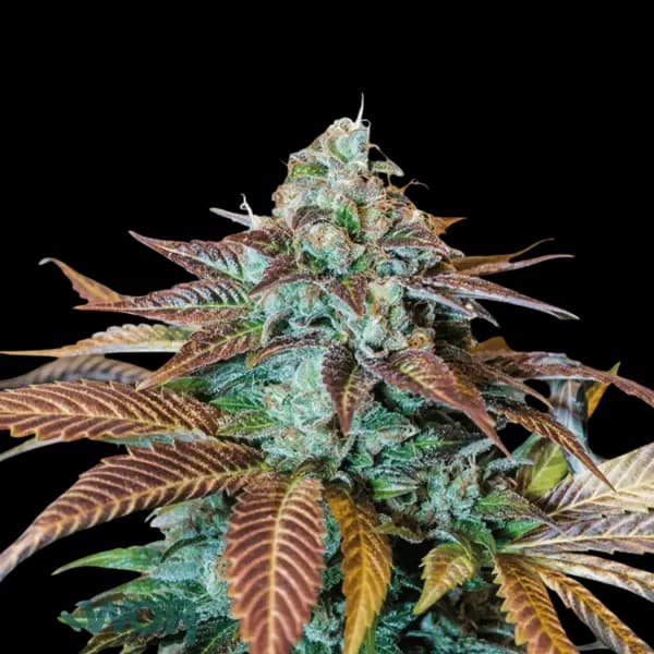 Cannabis der Sorte Lemon Diamond OG