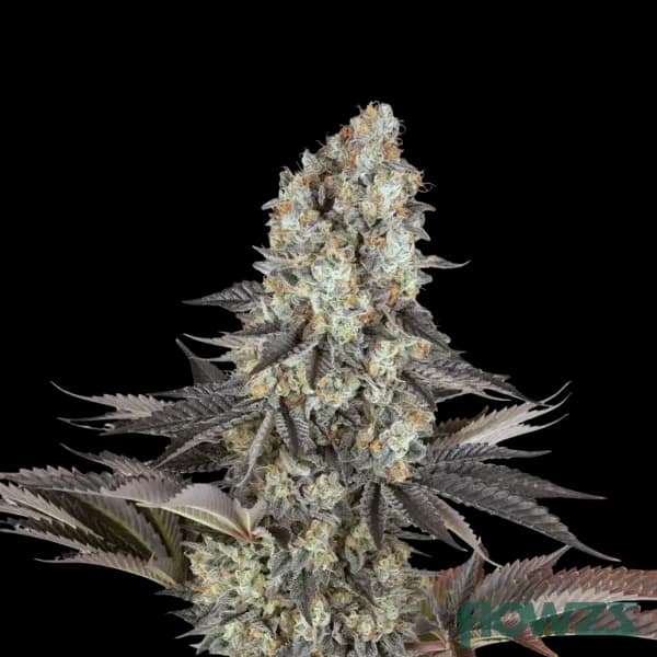 Cannabis der Sorte Frozen Fist