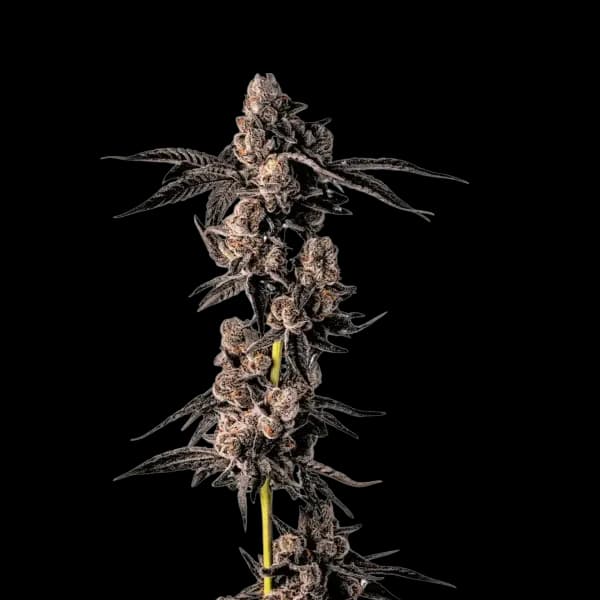 Cannabis der Sorte Alexander The Great