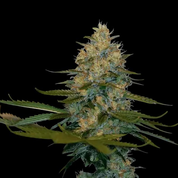 Cannabis der Sorte Exodus