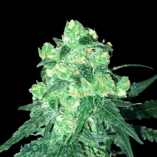 Cannabis der Sorte White Rhino