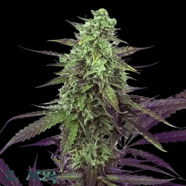 Cannabis der Sorte Sherbz