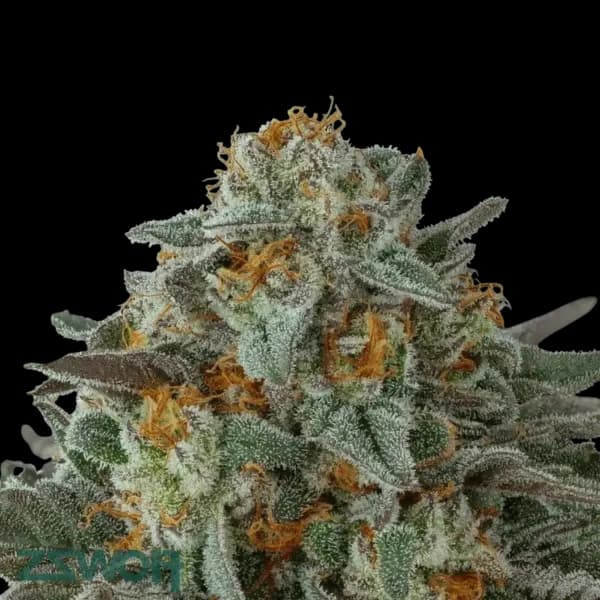 Cannabis der Sorte Permanent Fruz