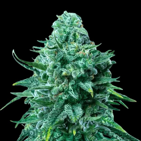 Cannabis der Sorte Forbidden Lolly