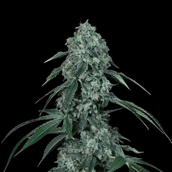 Cannabis der Sorte Private Banana