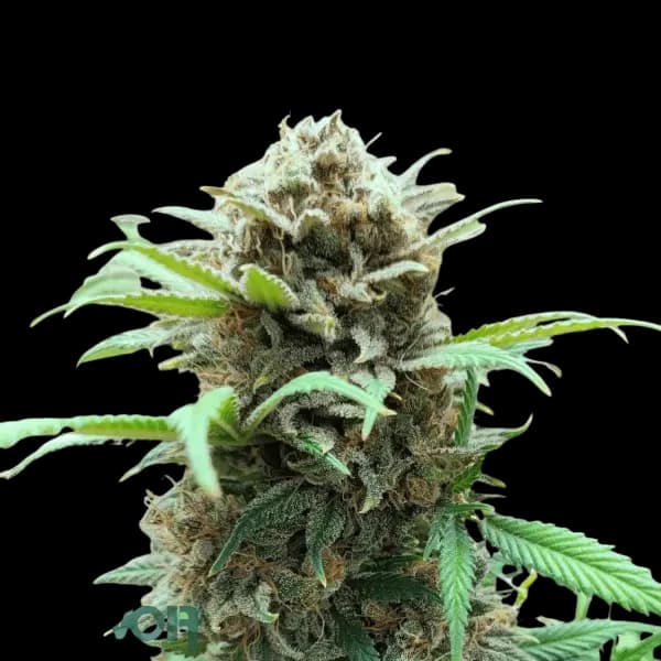 Cannabis der Sorte Nova